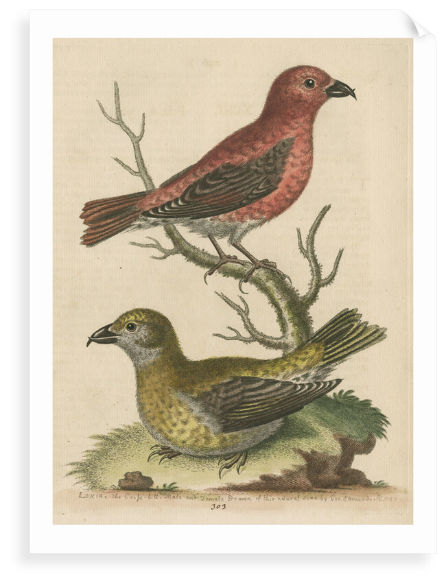 'The Cross-Bills, Cock and Hen' by George Edwards