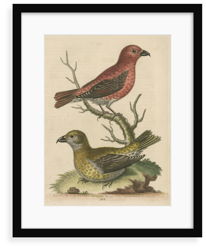 'The Cross-Bills, Cock and Hen' by George Edwards