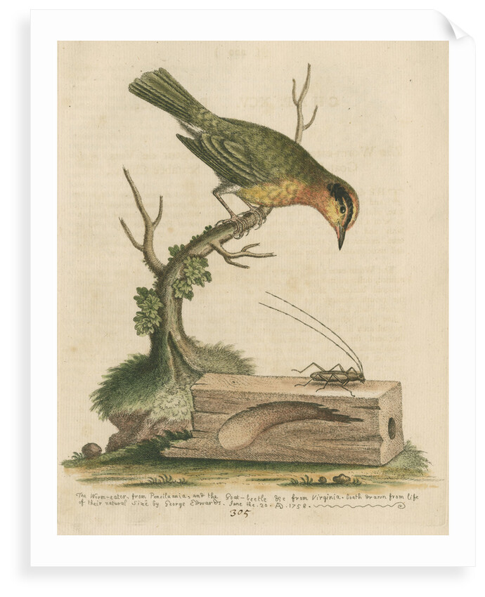 'The Worm-eater, and the Goat-Beetle' by George Edwards