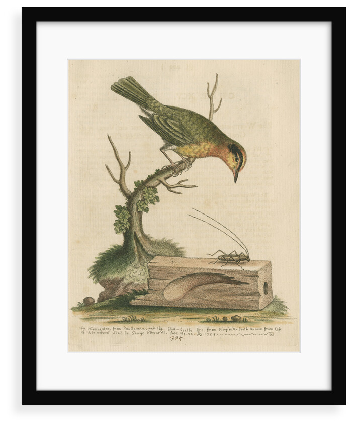 'The Worm-eater, and the Goat-Beetle' by George Edwards
