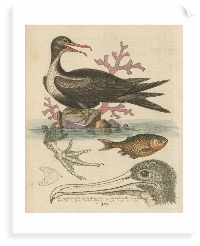 'The Man of War Bird, the Chinese Fish, &c.' by George Edwards