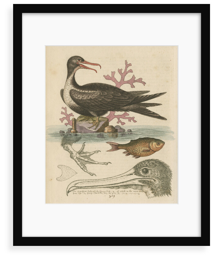 'The Man of War Bird, the Chinese Fish, &c.' by George Edwards