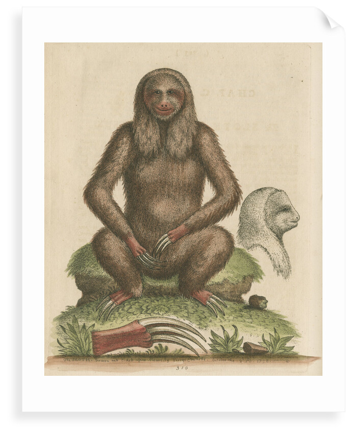 'The Sloth' by George Edwards