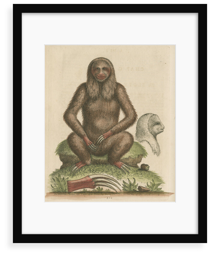 'The Sloth' by George Edwards