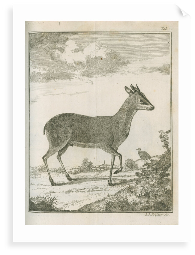 'Antilope Grimmii' [Common duiker antelope] by Johann Jacob Bylaert