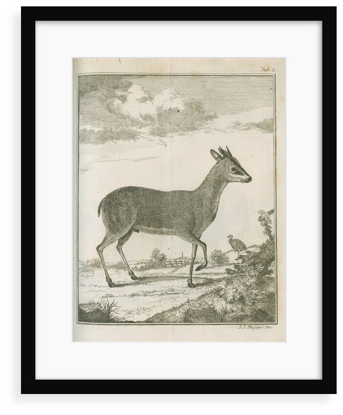 'Antilope Grimmii' [Common duiker antelope] by Johann Jacob Bylaert