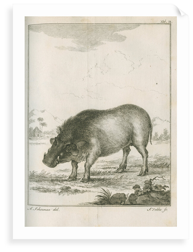 'Aper Aethiopicus' [Desert warthog] by Simon Fokke