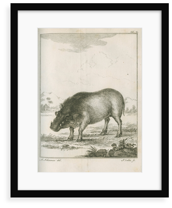 'Aper Aethiopicus' [Desert warthog] by Simon Fokke