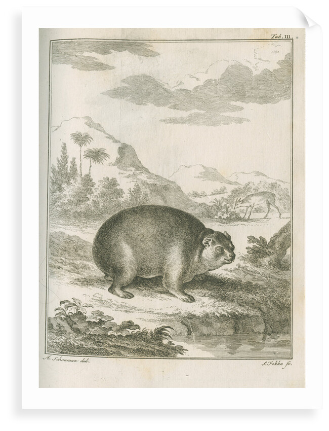 'Cavia Capensis' [Cape hyrax] by Simon Fokke