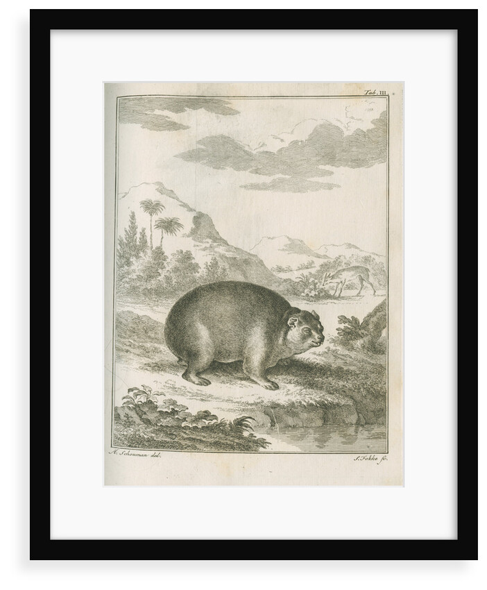 'Cavia Capensis' [Cape hyrax] by Simon Fokke
