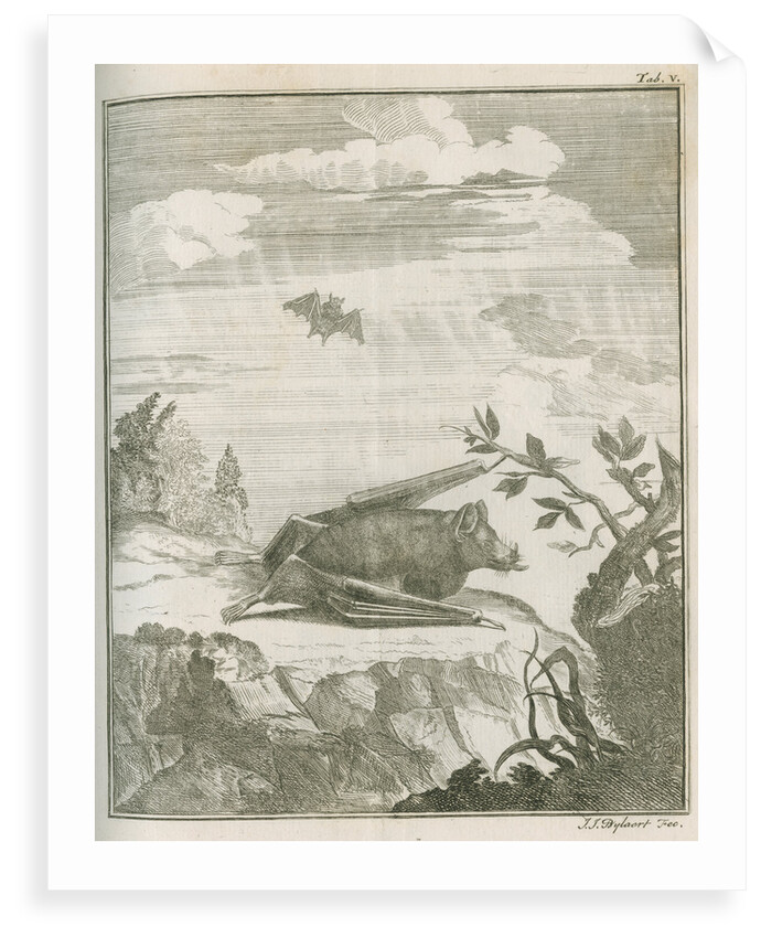 'Vespertilio Soricinus' [Greater spear-nosed bat] by Johann Jacob Bylaert