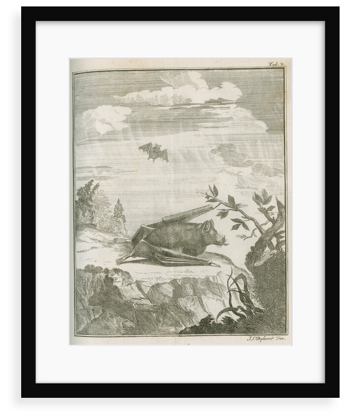 'Vespertilio Soricinus' [Greater spear-nosed bat] by Johann Jacob Bylaert