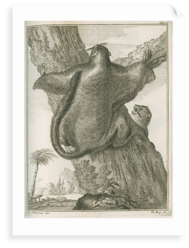 'Sciurus Petaurista' [Red giant flying squirrel] by Robert Muys