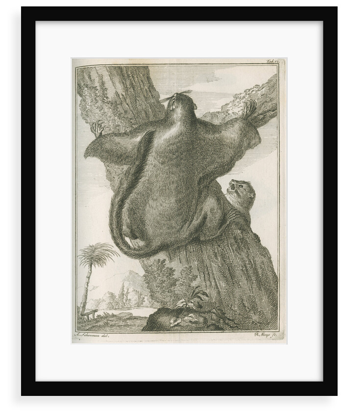 'Sciurus Petaurista' [Red giant flying squirrel] by Robert Muys