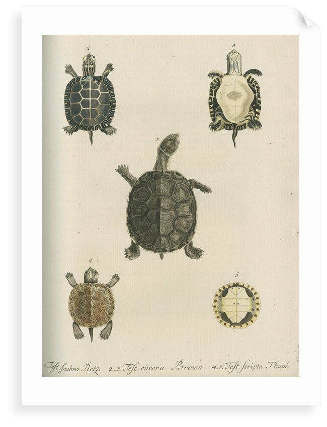 Three specimens of turtles by Friedrich Wilhelm Wunder