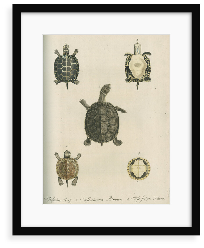 Three specimens of turtles by Friedrich Wilhelm Wunder
