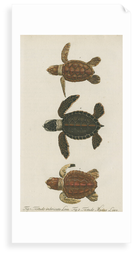 Three specimens of turtles by Friedrich Wilhelm Wunder