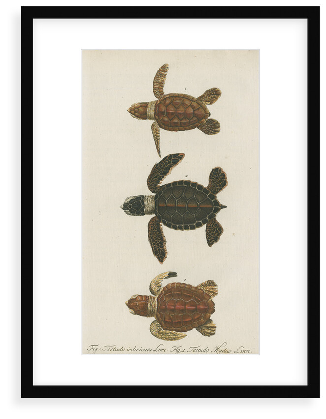 Three specimens of turtles by Friedrich Wilhelm Wunder