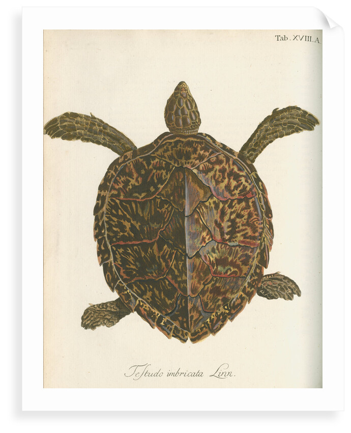 'Testudo imbricata' [Hawksbill turtle] by Friedrich Wilhelm Wunder