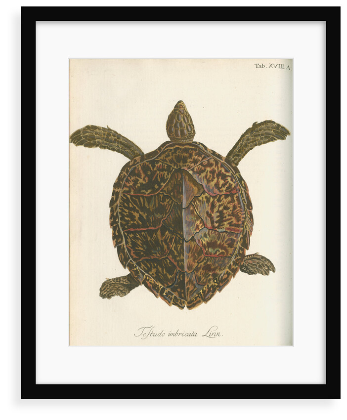 'Testudo imbricata' [Hawksbill turtle] by Friedrich Wilhelm Wunder