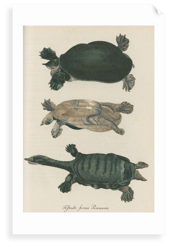 'Testudo ferox' [Florida softshell turtle] by Friedrich Wilhelm Wunder