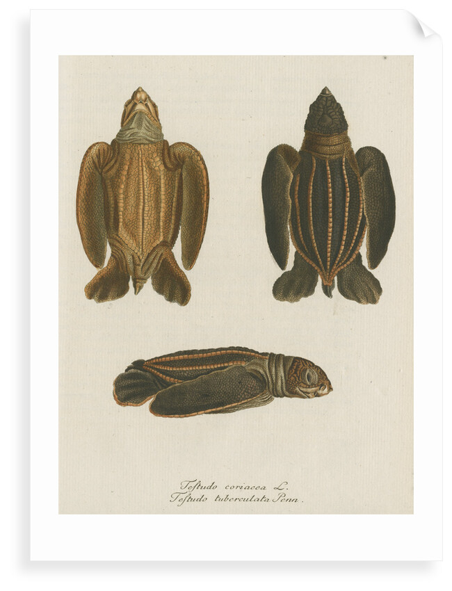 'Testudo coriacea' [Leatherback turtle] by Friedrich Wilhelm Wunder