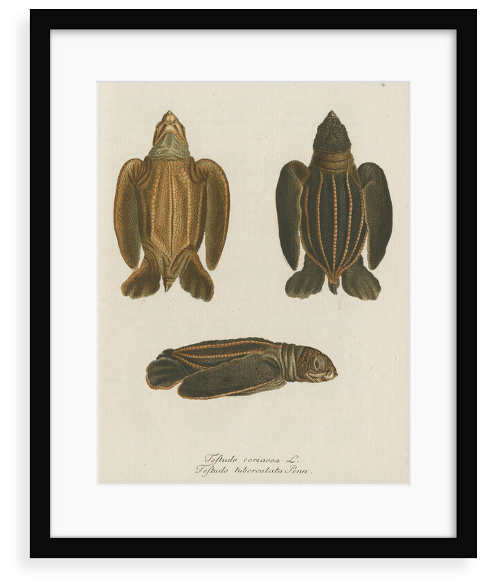 'Testudo coriacea' [Leatherback turtle] by Friedrich Wilhelm Wunder