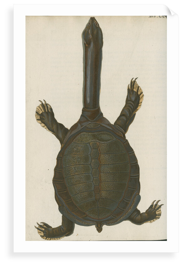 'Testudo granosa' [Indian flapshell turtle] by Johann Friedrich Volckart