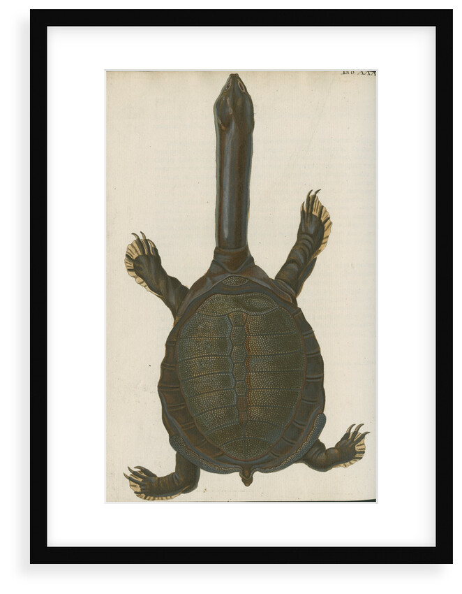'Testudo granosa' [Indian flapshell turtle] by Johann Friedrich Volckart