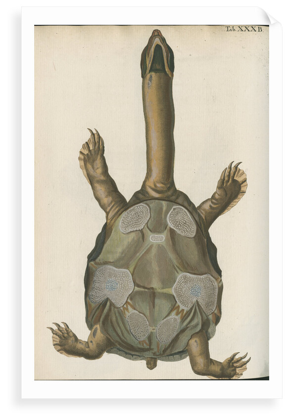 'Testudo granosa' [Indian flapshell turtle] by Johann Friedrich Volckart