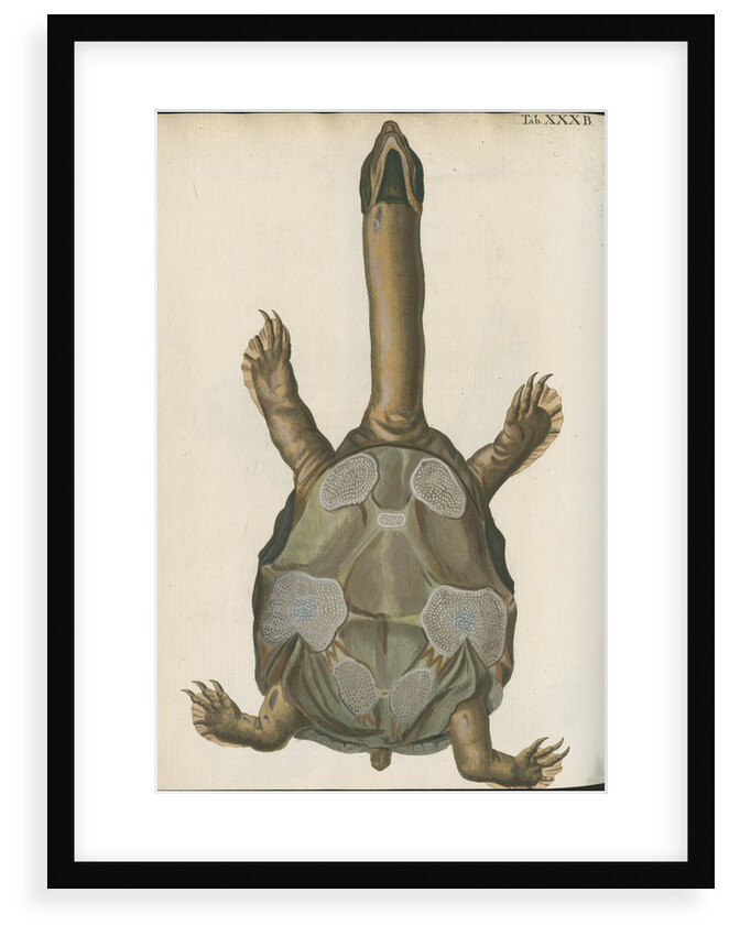 'Testudo granosa' [Indian flapshell turtle] by Johann Friedrich Volckart