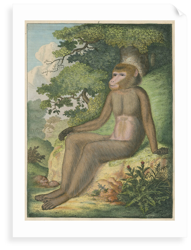 'The Barbary Ape' [Barbary macaque] by James Sowerby