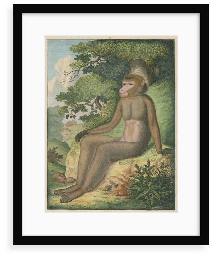 'The Barbary Ape' [Barbary macaque] by James Sowerby