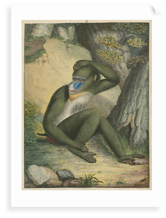 'The Maimon' [Mandrill] by James Sowerby