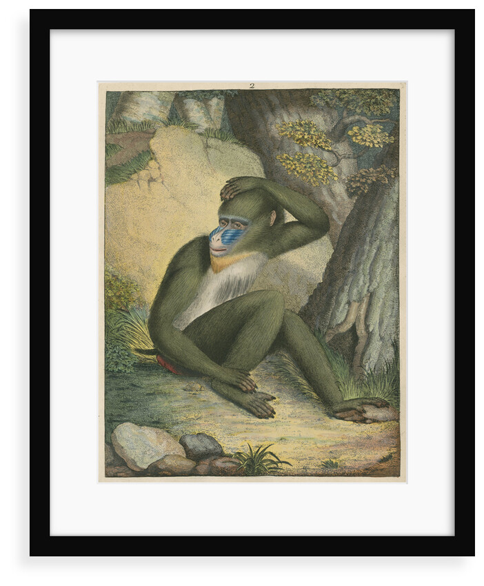 'The Maimon' [Mandrill] by James Sowerby