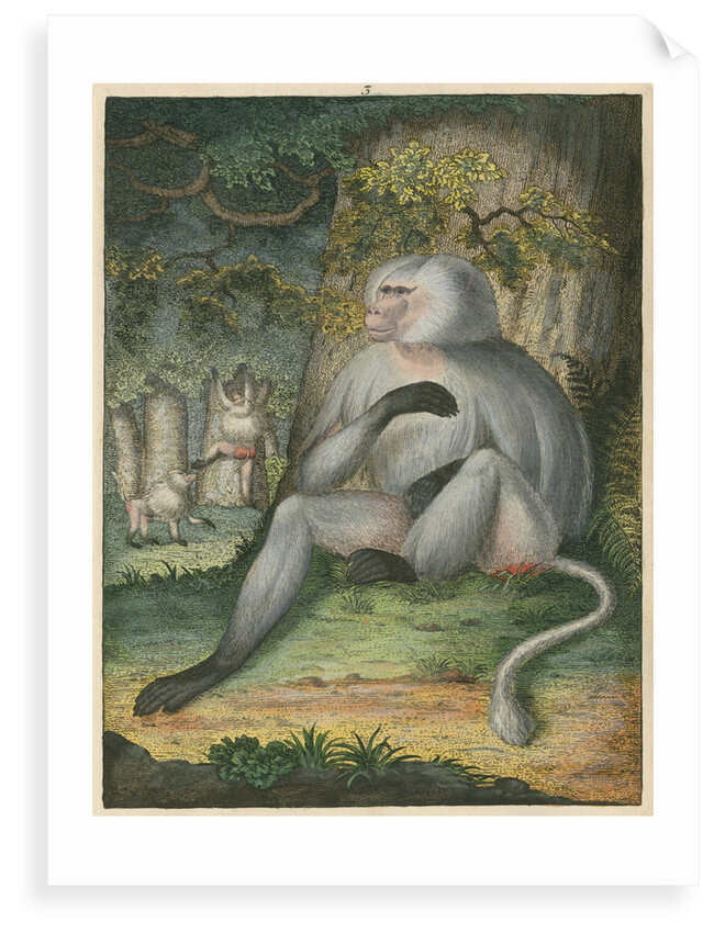 'The Grey Baboon' [Barbary macaque] by James Sowerby