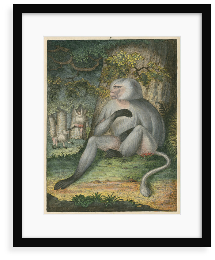 'The Grey Baboon' [Barbary macaque] by James Sowerby
