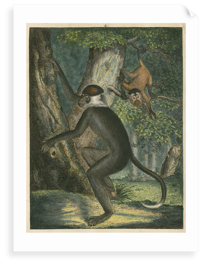 'The White Eye-Lid Monkey' [Mangabey] by James Sowerby