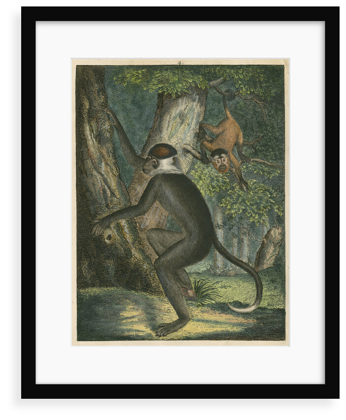 'The White Eye-Lid Monkey' [Mangabey] by James Sowerby