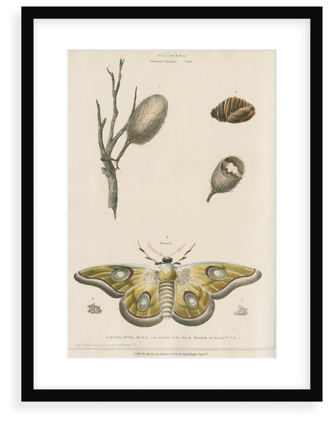 Life cycle of the Kolisurra moth by Day & Haghe