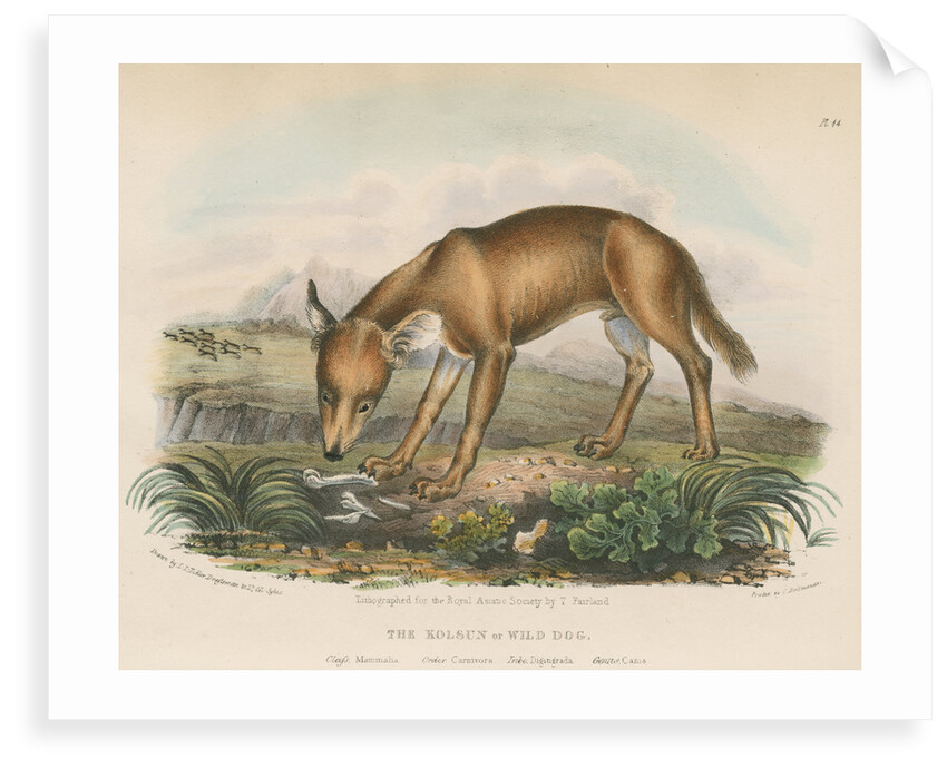 'The Kolsun, or Wild Dog' [Dhole] by Thomas Fairland