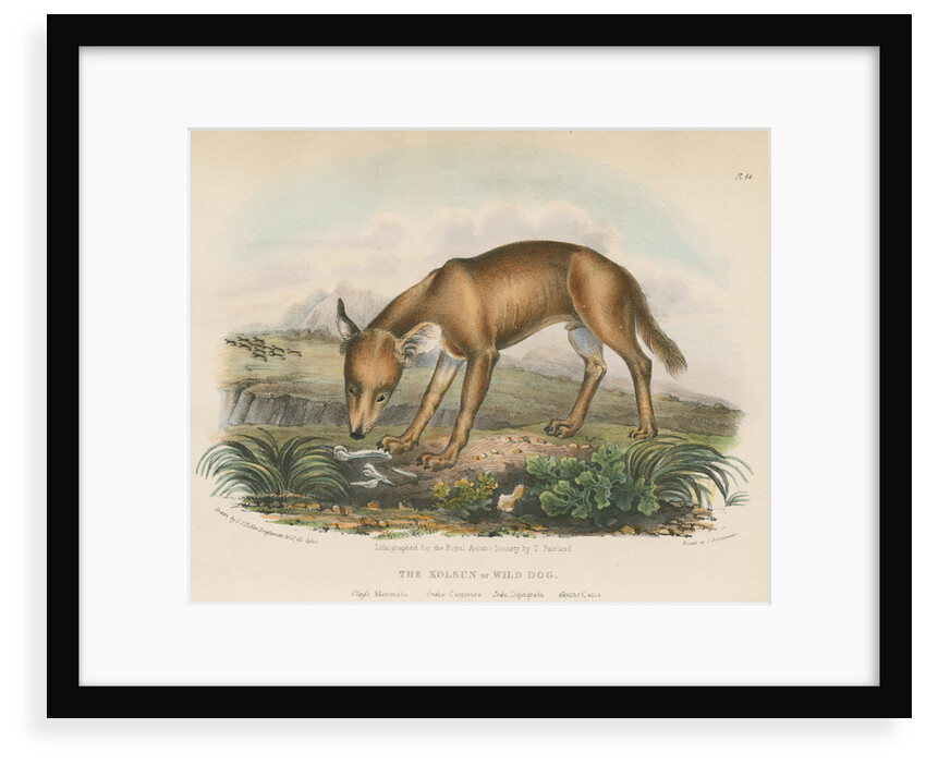 'The Kolsun, or Wild Dog' [Dhole] by Thomas Fairland