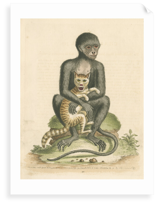'The Middle-sized Black Monkey' by George Edwards