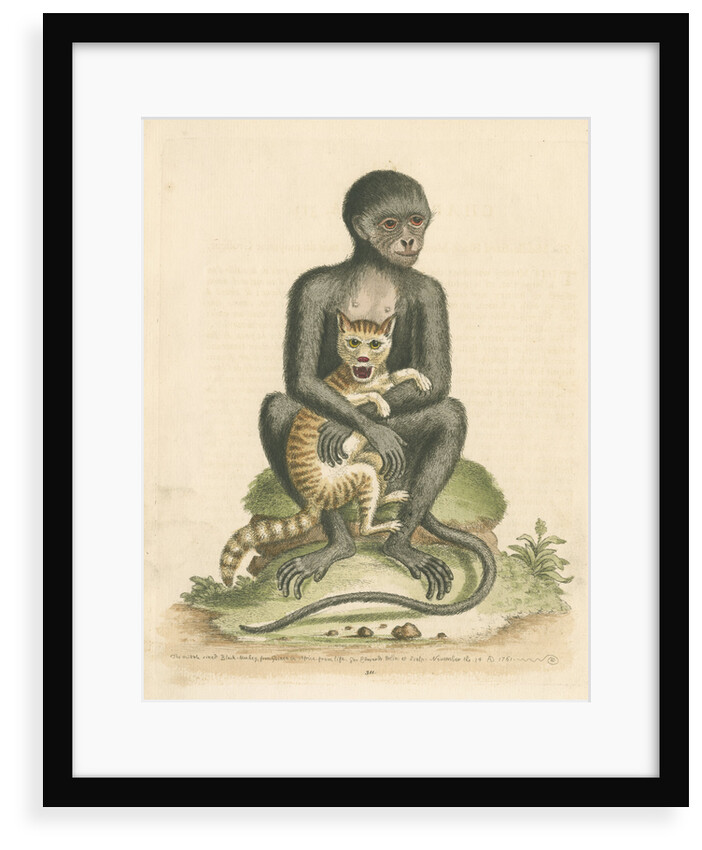 'The Middle-sized Black Monkey' by George Edwards