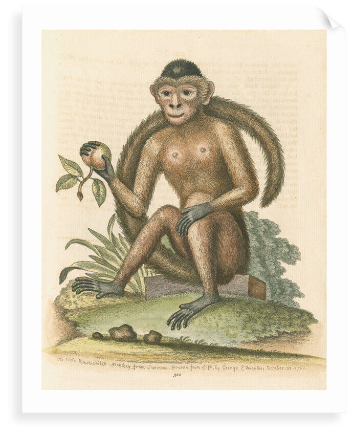 The Bush-tailed Monkey' posters & prints by George Edwards