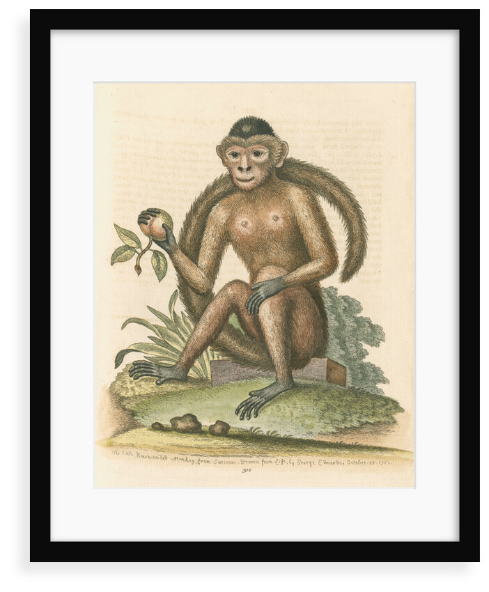 'The Bush-tailed Monkey' by George Edwards