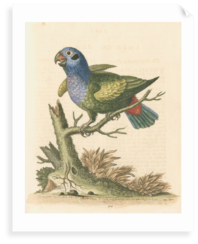 'The Blue-headed Parrot' by George Edwards