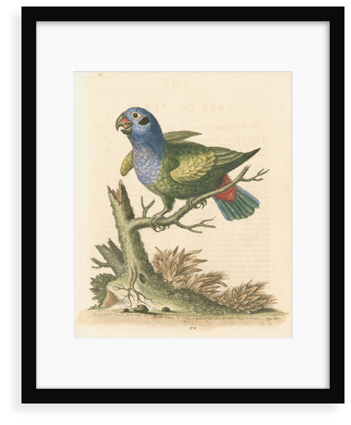 'The Blue-headed Parrot' by George Edwards