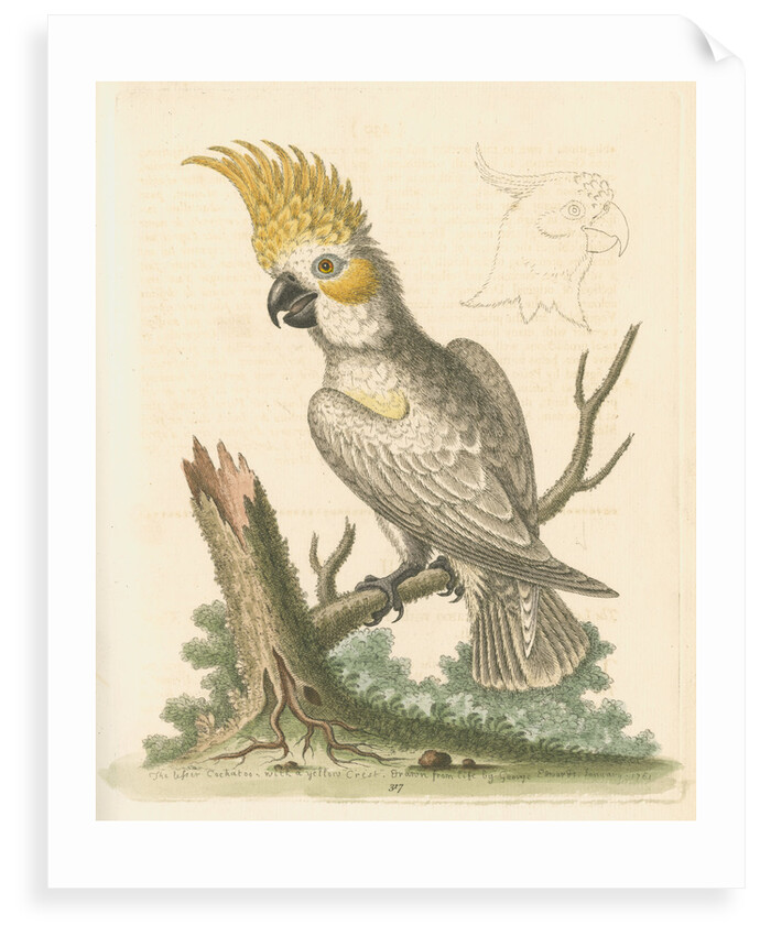 'The Lesser White Cockatoo with a Yellow Crest' by George Edwards