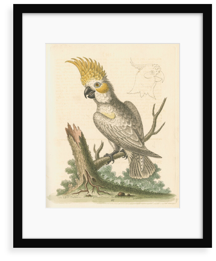 'The Lesser White Cockatoo with a Yellow Crest' by George Edwards